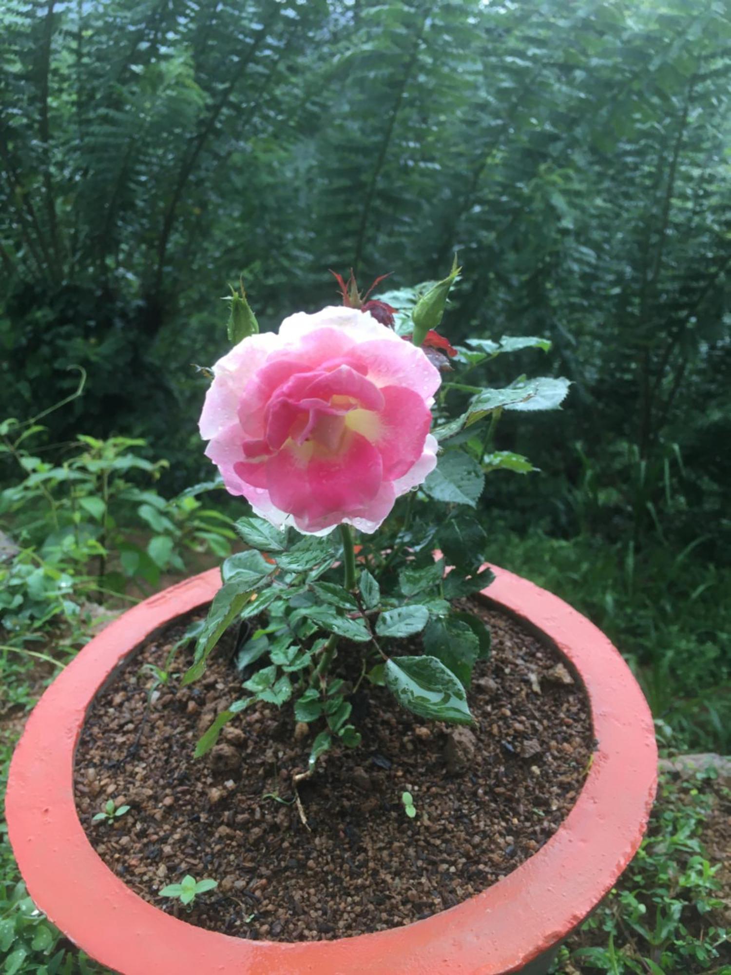 Paradise Eco Garden Китулгала Екстериор снимка