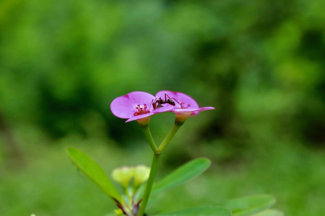 Paradise Eco Garden Китулгала Екстериор снимка