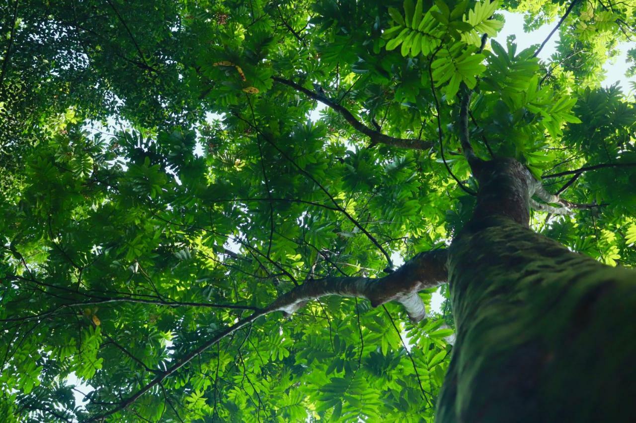 Paradise Eco Garden Китулгала Екстериор снимка